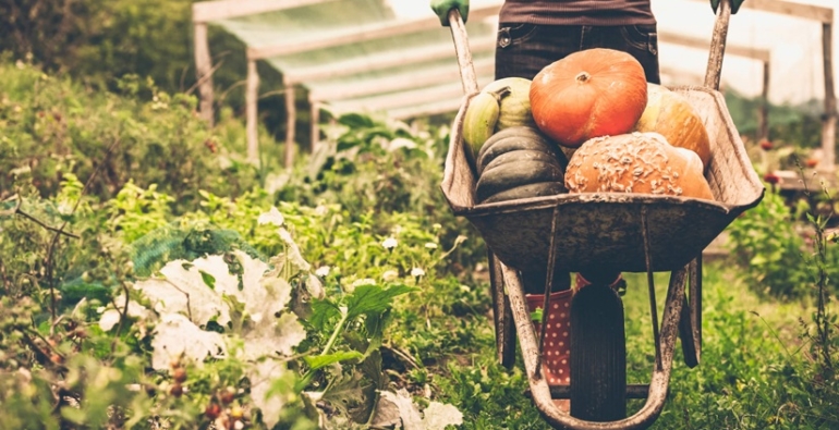 Custo Brasil: a alimentação e o mercado de orgânicos