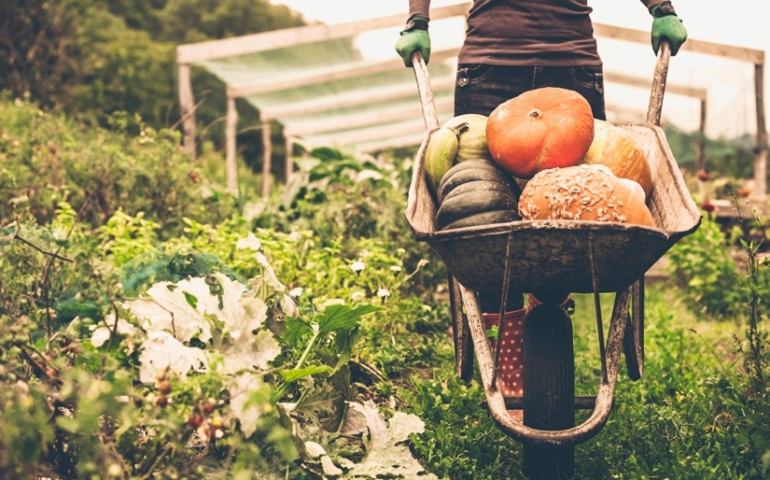 Custo Brasil: a alimentação e o mercado de orgânicos