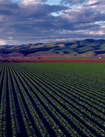 Impactos da reforma tributária nas cooperativas agropecuárias e na distribuição de agroinsumos